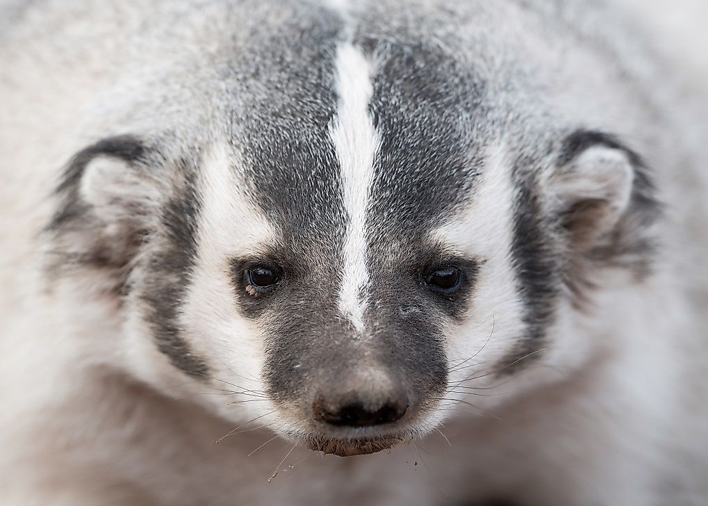 American Badger Facts: Animals of North America