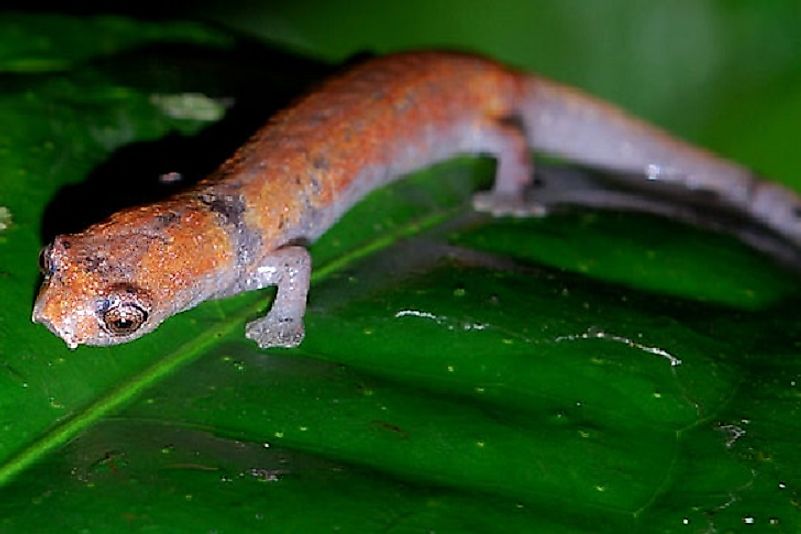 Native Amphibian Species Of Peru