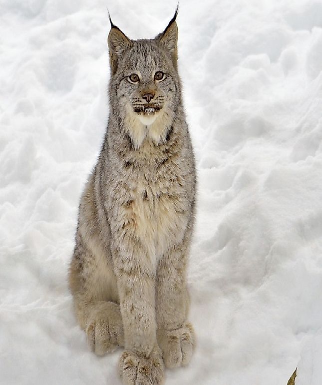 Canadian Lynx Facts: Animals of North America