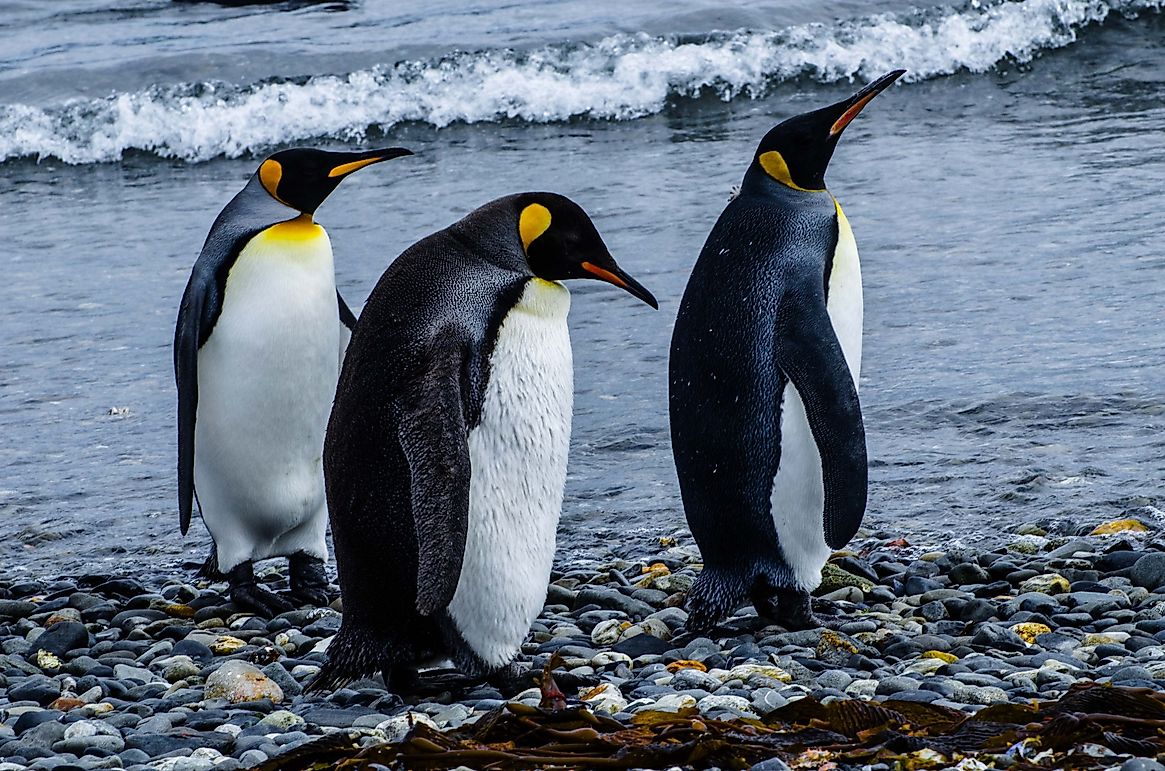 Emperor Penguin Facts: Animals of Antarctica