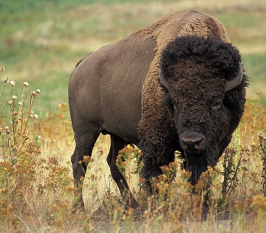 Buffalo Facts: Animals of North America