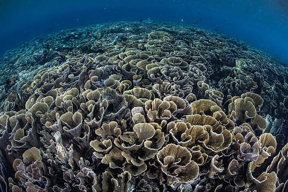 Threats to the Coral Triangle Ecosystem