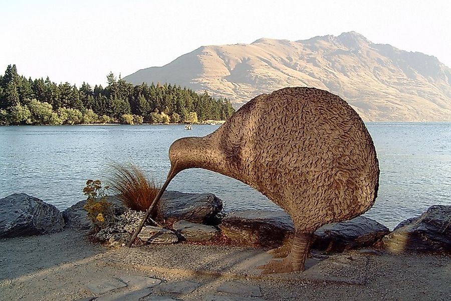 How Many Types Of Kiwis Live In New Zealand?
