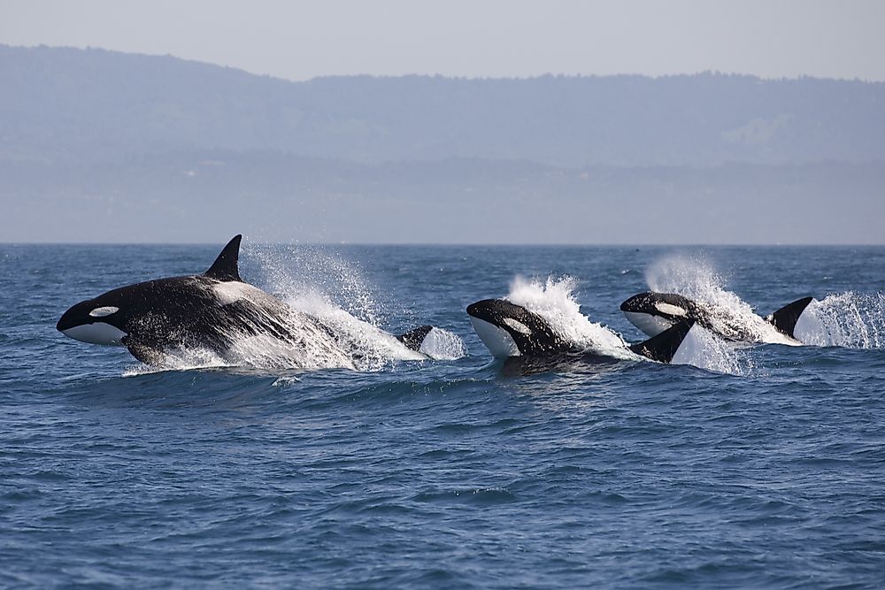 The 5 Marine Ecozones of Canada