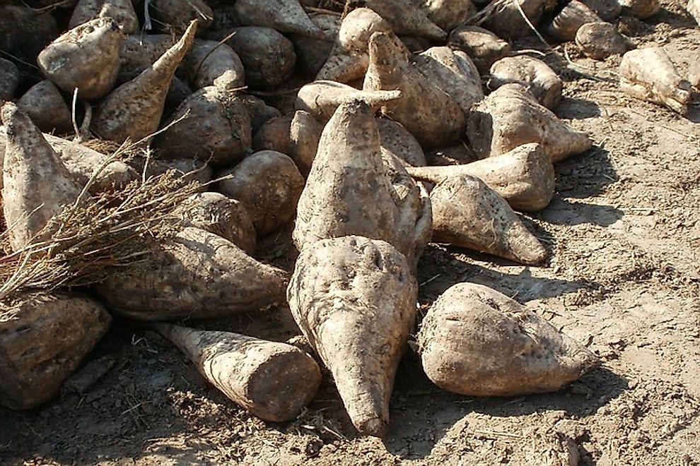 The Top Sugar Beet Producing Countries In The World