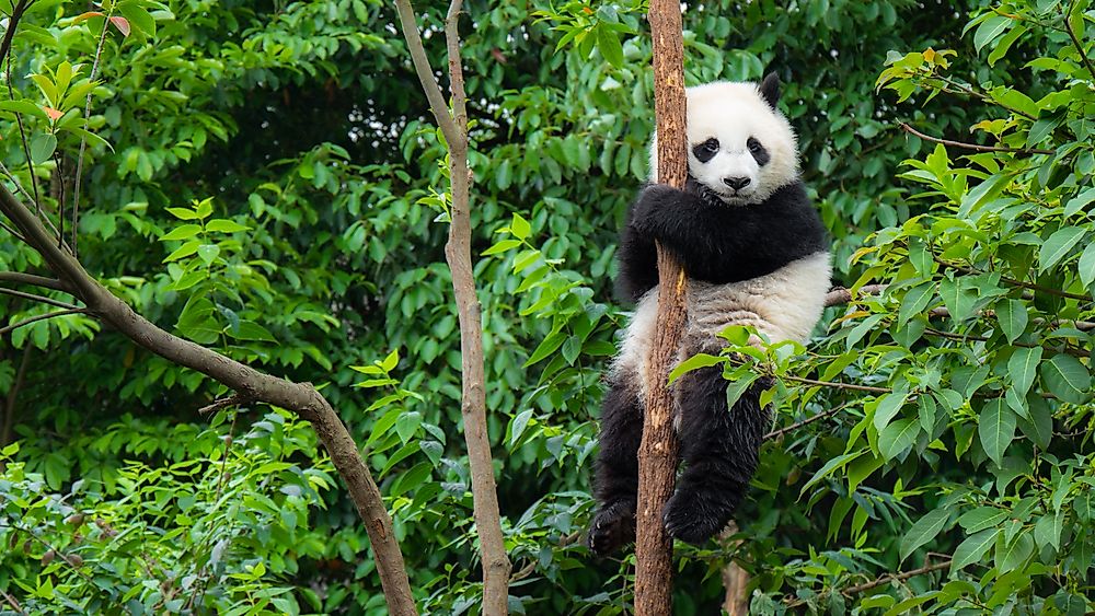 Who Are The Charismatic Megafauna Of The World?