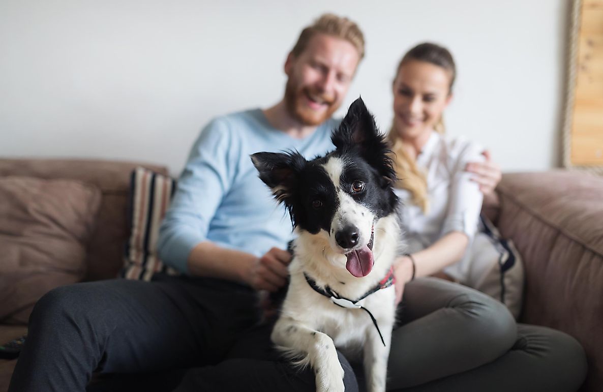 Can Pets Get COVID-19?