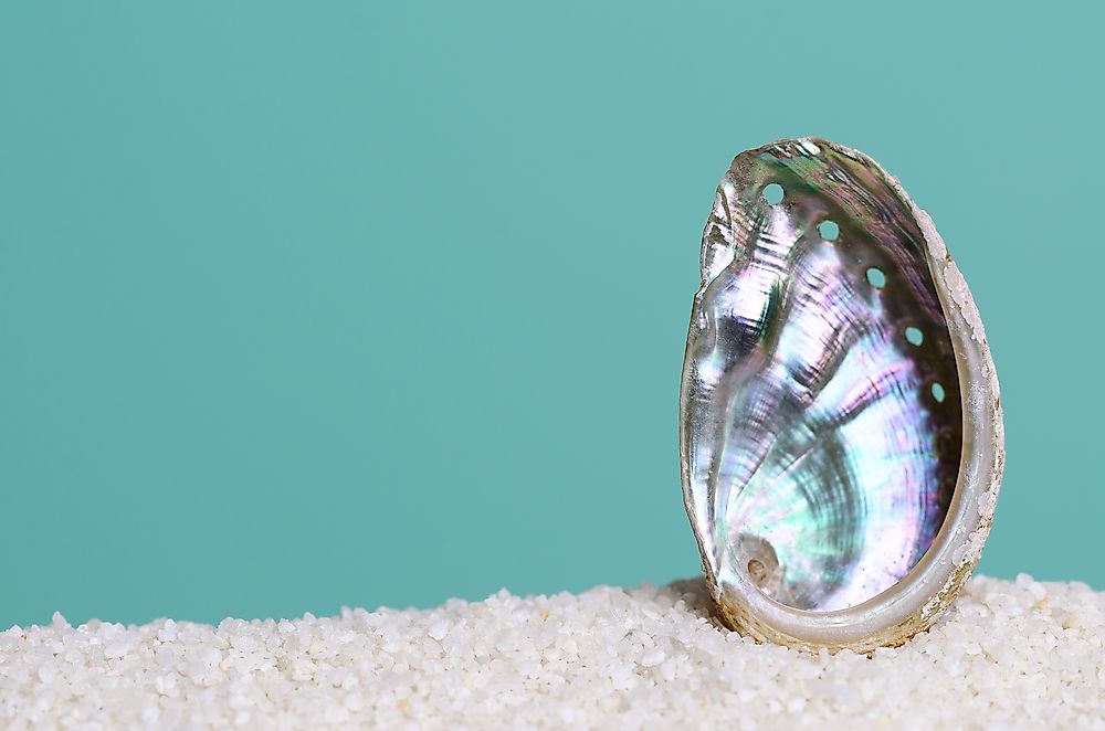 Why Are Abalones Threatened With Extinction?