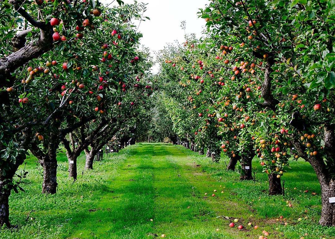 Was Johnny Appleseed a Real Person?