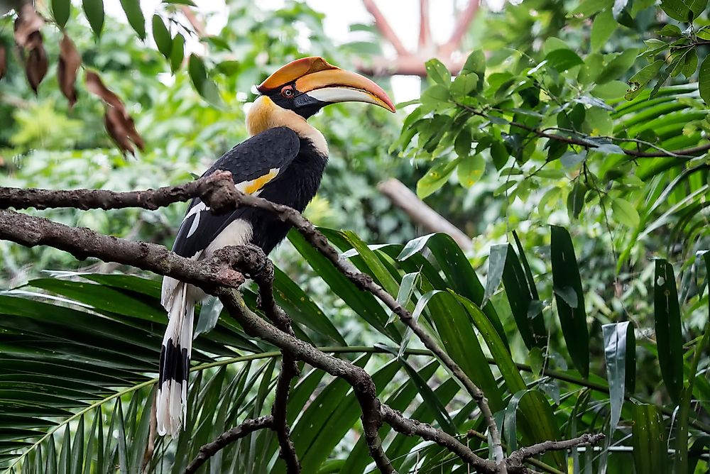 What is a Frugivore?