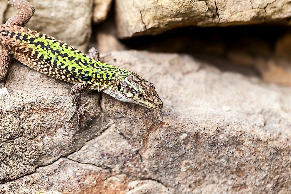 Native Reptiles Of Italy