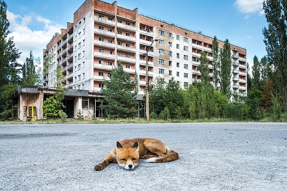chernobyl aftermath wildlife chernobyl aftermath wildlife