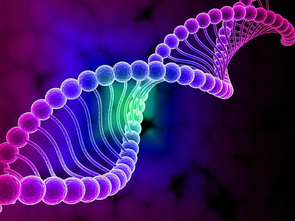 What Is A Human Genome?