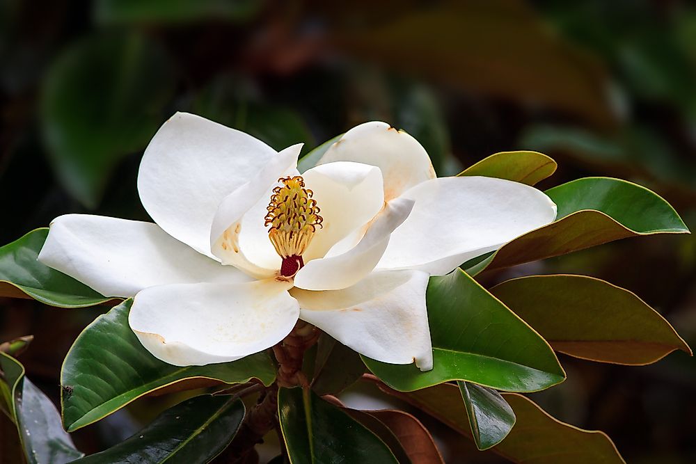 What Is The State Flower of Mississippi?