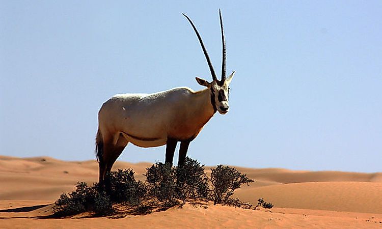 Life In The Arabian Desert: What Animals Live Here?