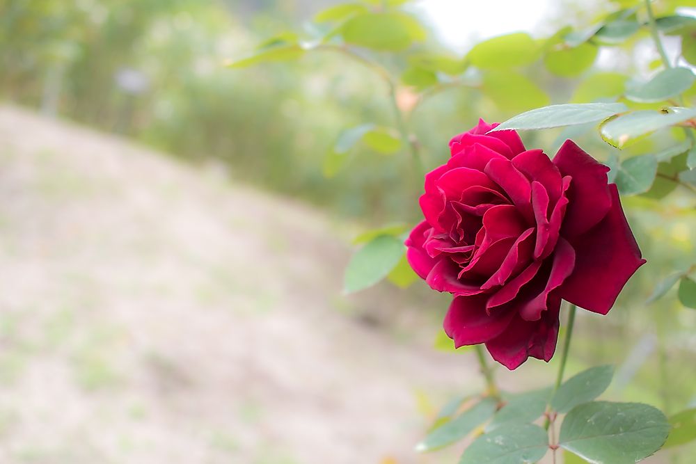 What Is The State Flower Of Oklahoma?
