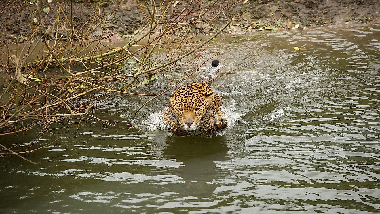 An Island That Produces Jaguars That Go Sea-fishing