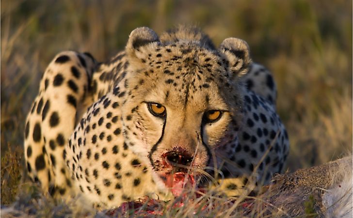 What Are Carnivores?