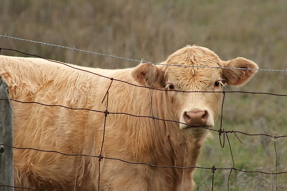 The World's Largest Exporters of Barbed Wire