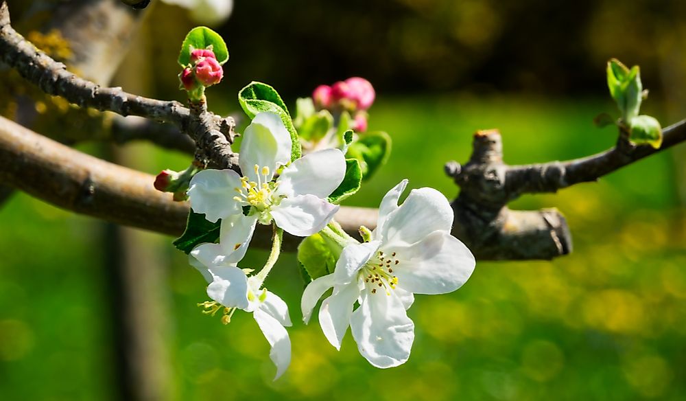 What Is The State Flower Of Arkansas?