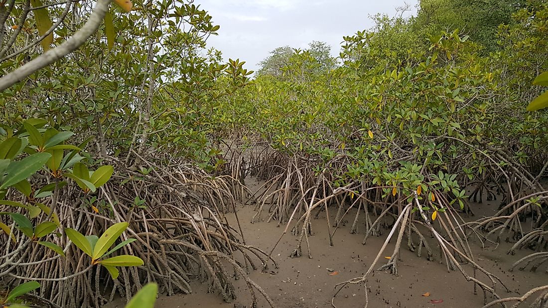 The Three National Parks Of The Gambia
