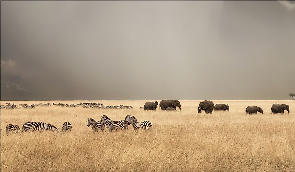 What Are The Major Natural Resources Of Kenya?