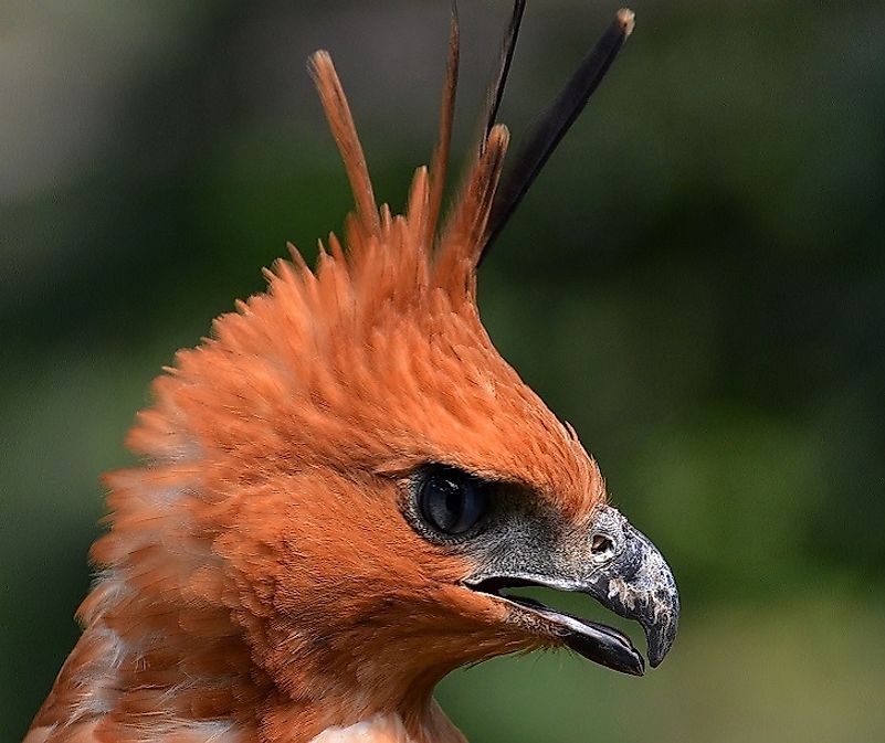 Could The Illegal Pet Trade Drive Many Of Indonesia's Birds To Extinction?