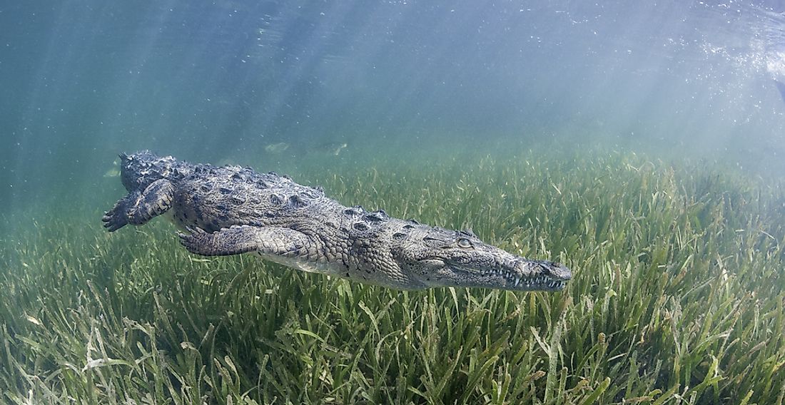 Animals That Live in Cuba