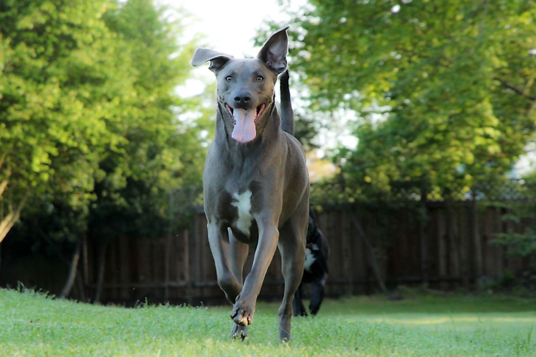 What is the State Dog of Texas?