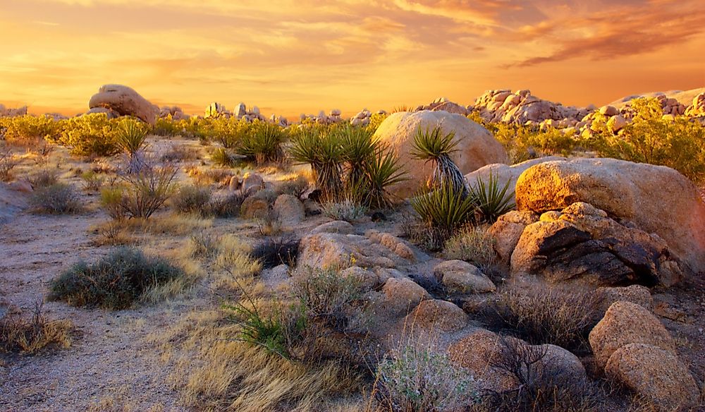 Where Is The Mojave Desert?