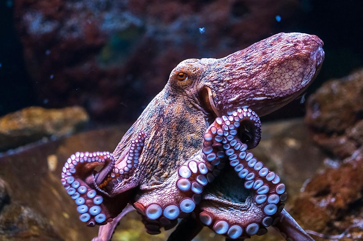 10 Freakishly Smart Things Octopuses Can Actually Do