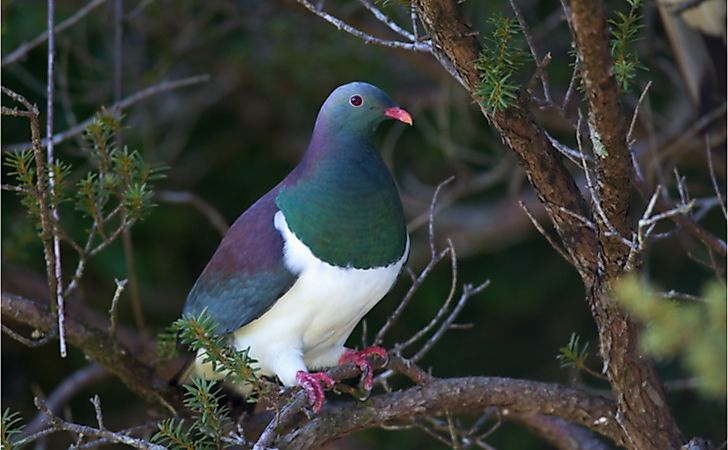 Iconic Endemic Birds Of New Zealand