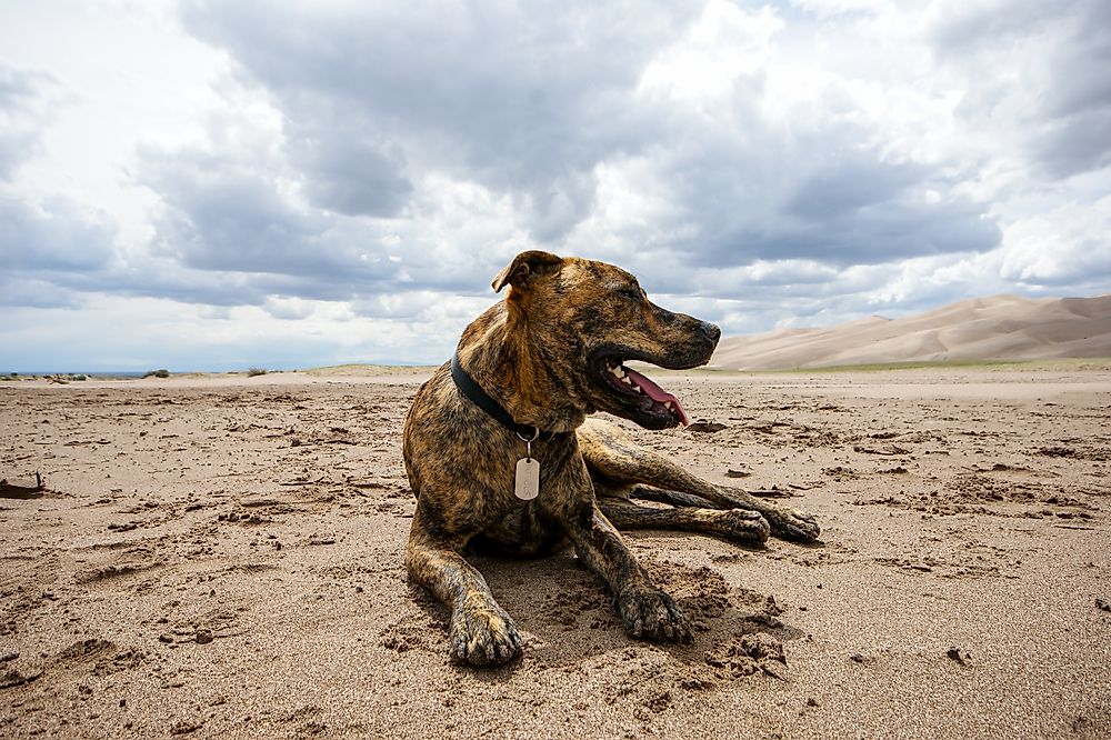 What Is the State Dog of North Carolina?