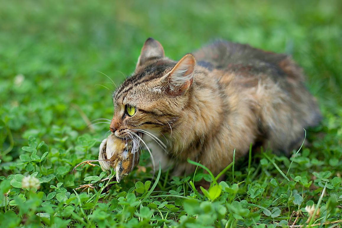 Extinctions Triggered By Invasive Species