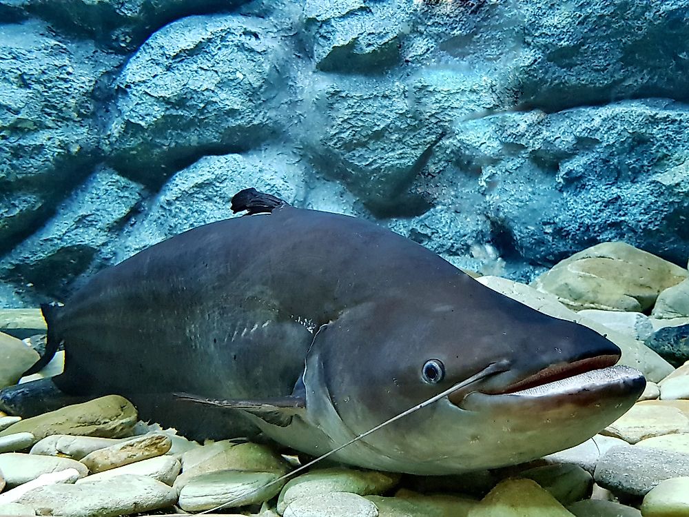 Native Fish of Afghanistan