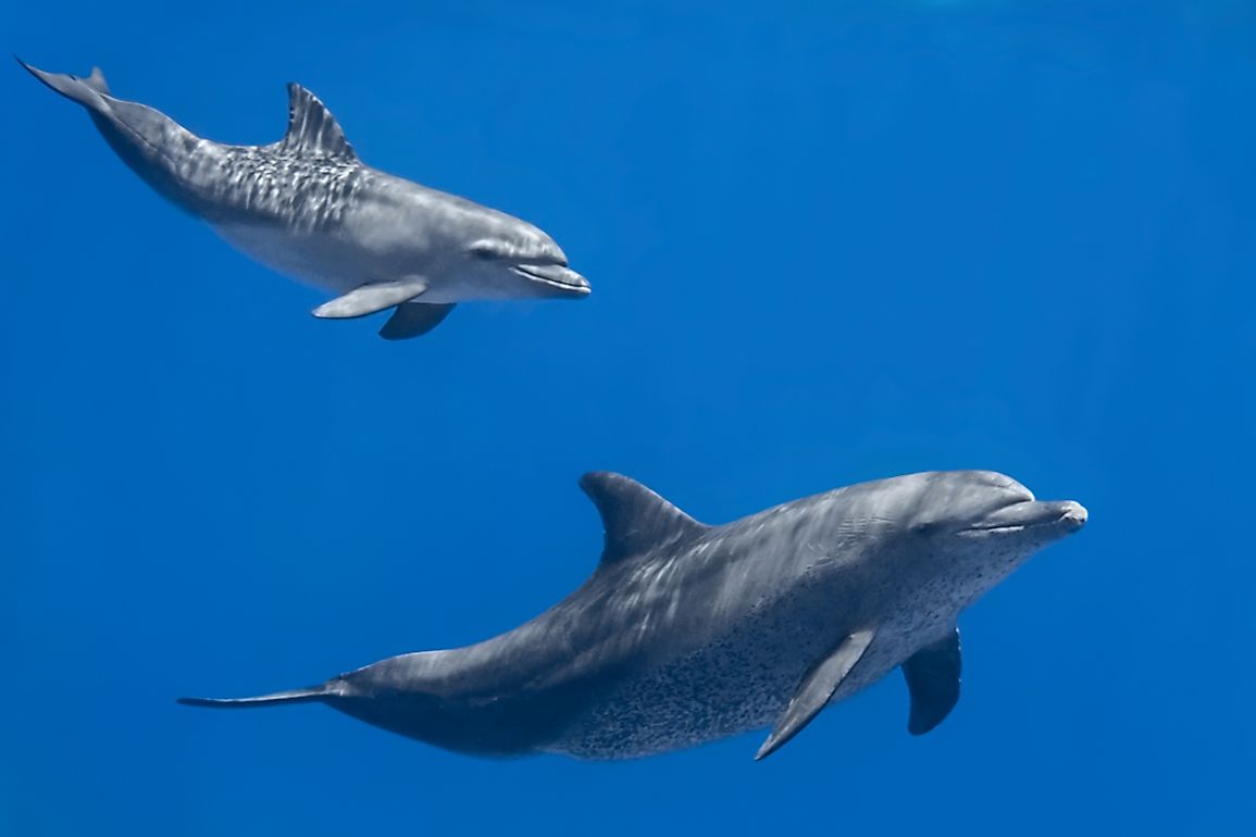Are Dolphins Mammals?