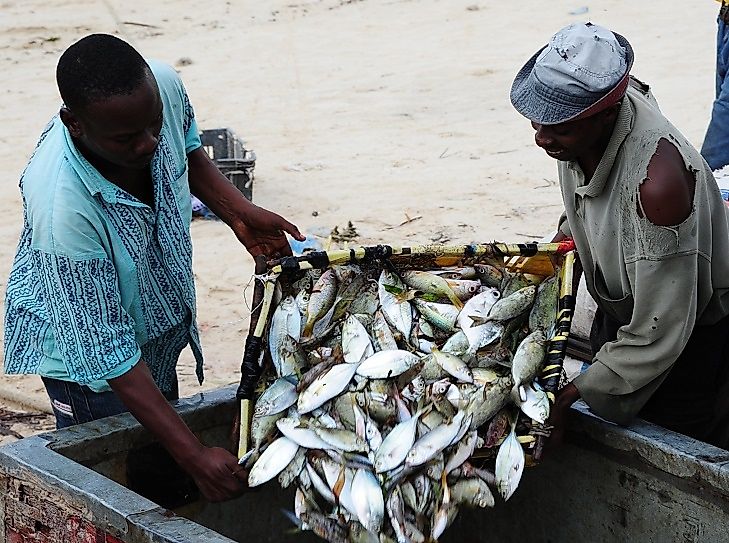 Native Fish Species Of Kenya