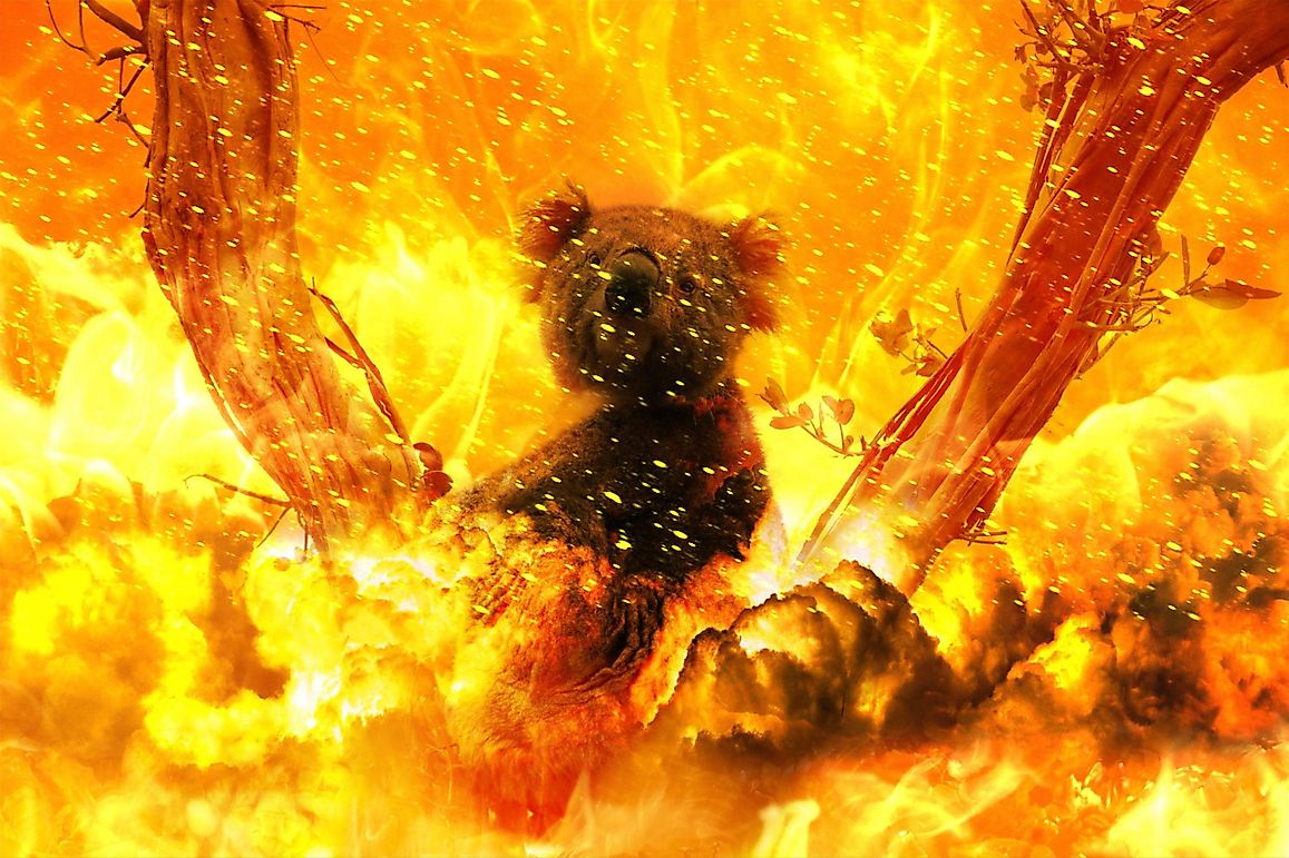 Wildlife Battered By Australia’s Bushfires Needs Your Help: What Can You Do?