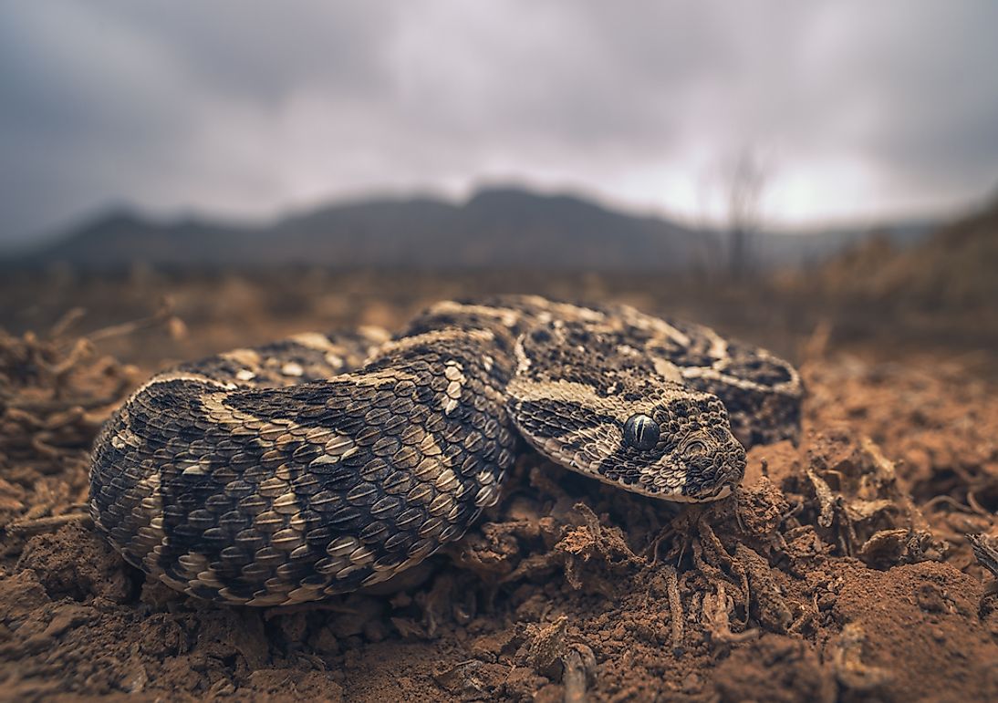 Native Reptiles Of Ethiopia