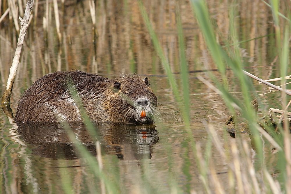Nutria Rats - Animals of the World