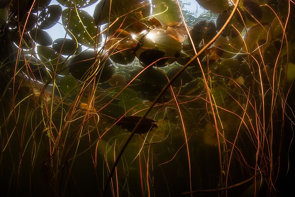 What Is The Difference Between Habitat And Niche?
