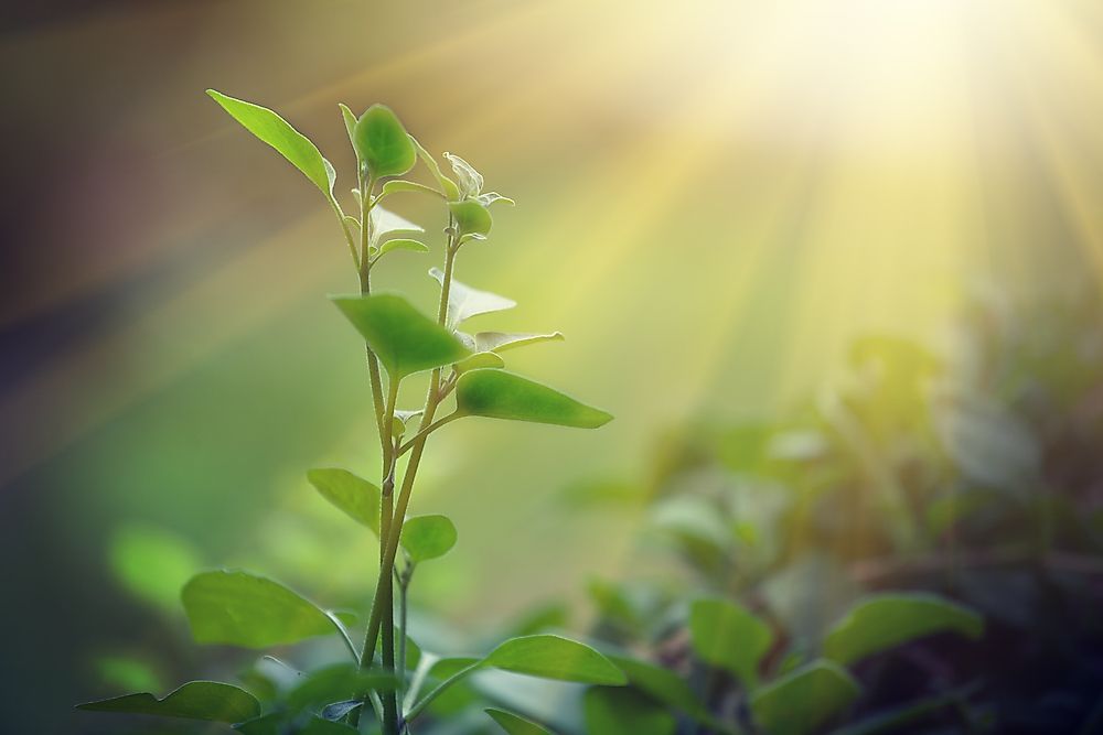 What is Photobiology?