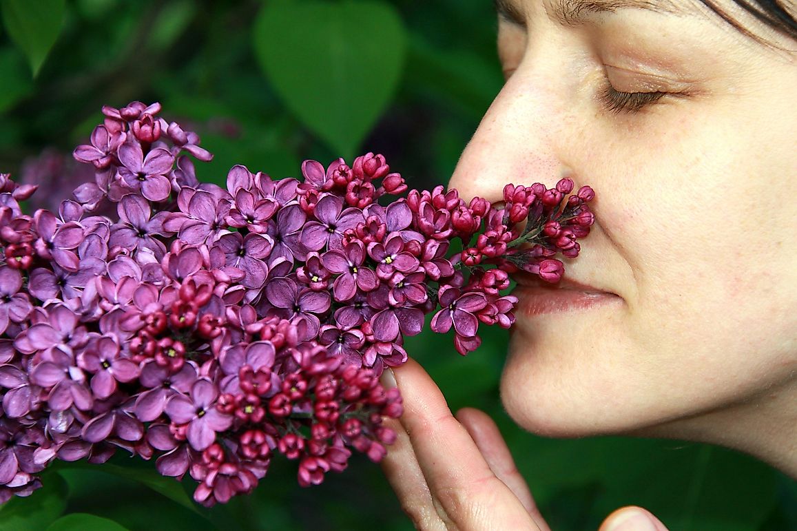 What Is Hyperosmia?