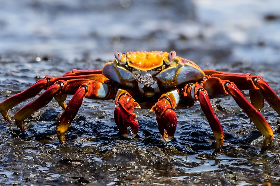 What is a Crustacean?
