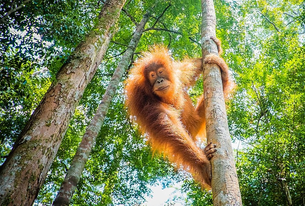 Best Places In The World To Watch Orangutans In Their Natural Environment