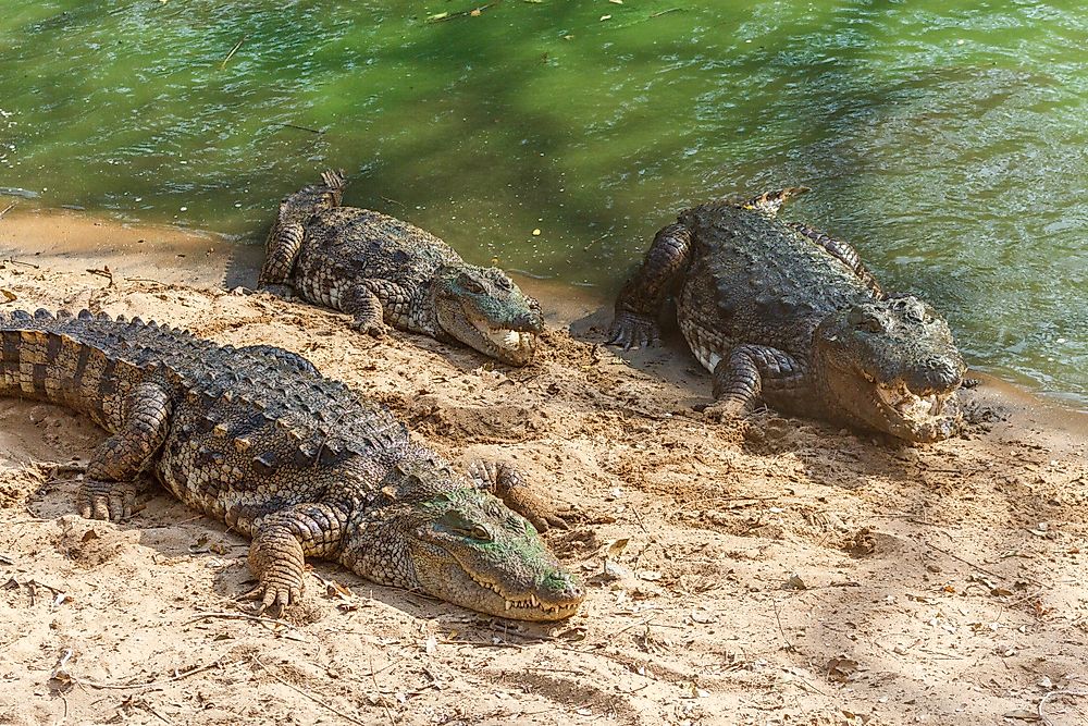 Gangaram, the 130-year-old Crocodile Who Won Hearts