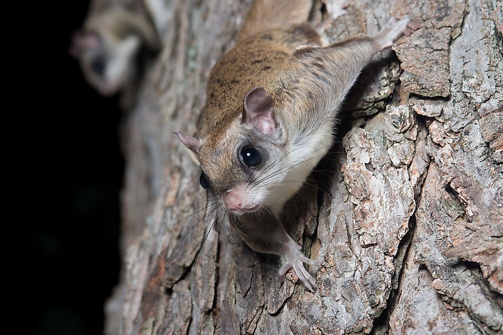 Do Flying Squirrels Really Fly?
