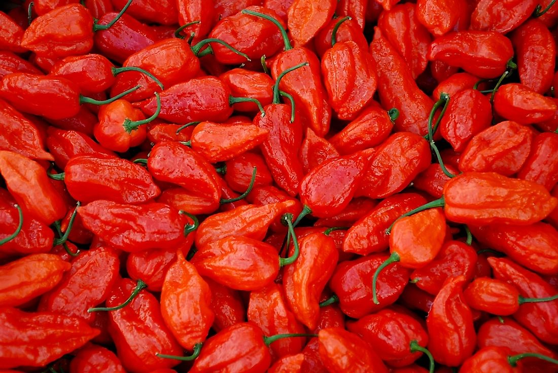The Hottest Peppers in the World
