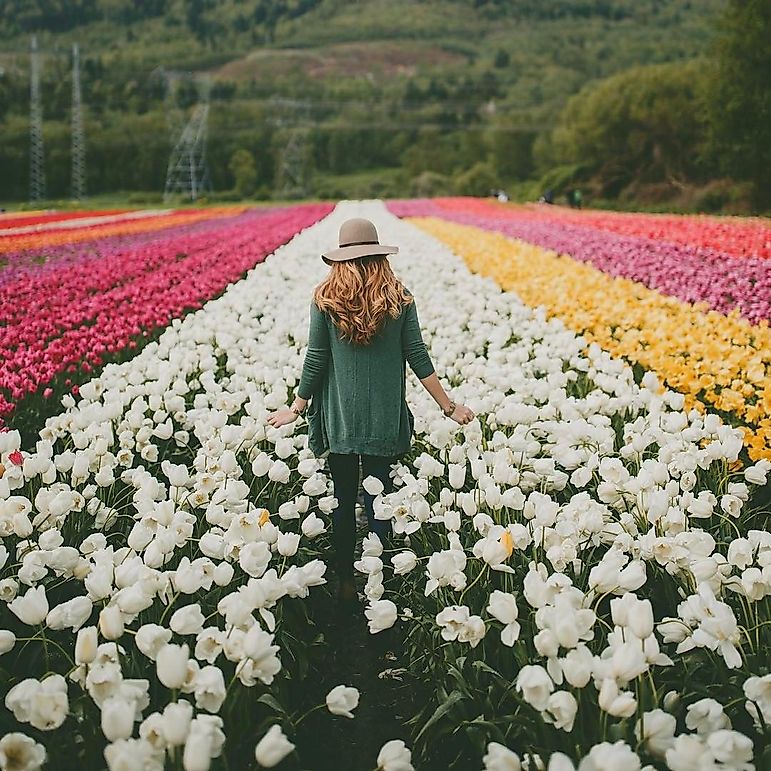 This Instagram Trend Is Killing Flower Fields Around The World