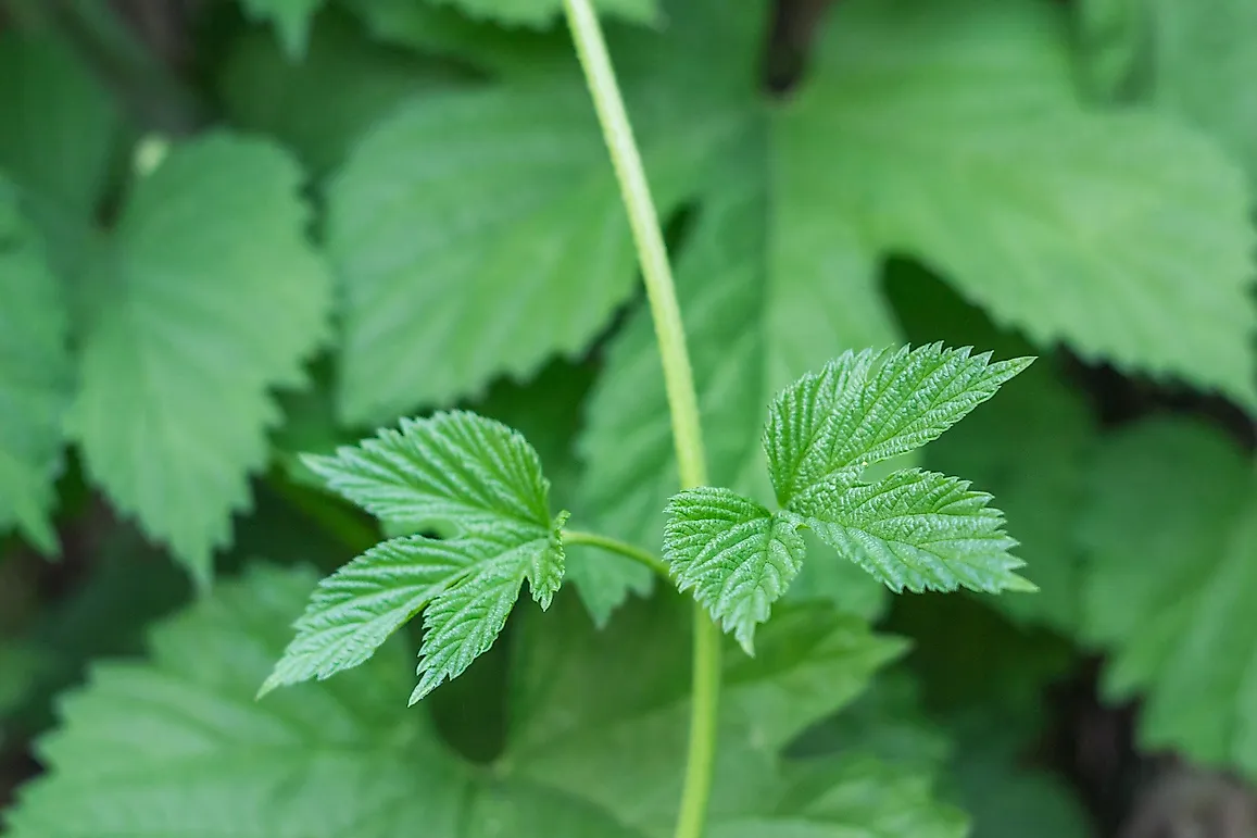 10 Poisonous Plants You Must Never Touch